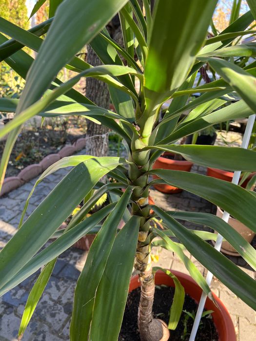 Yucca plantă decorativă