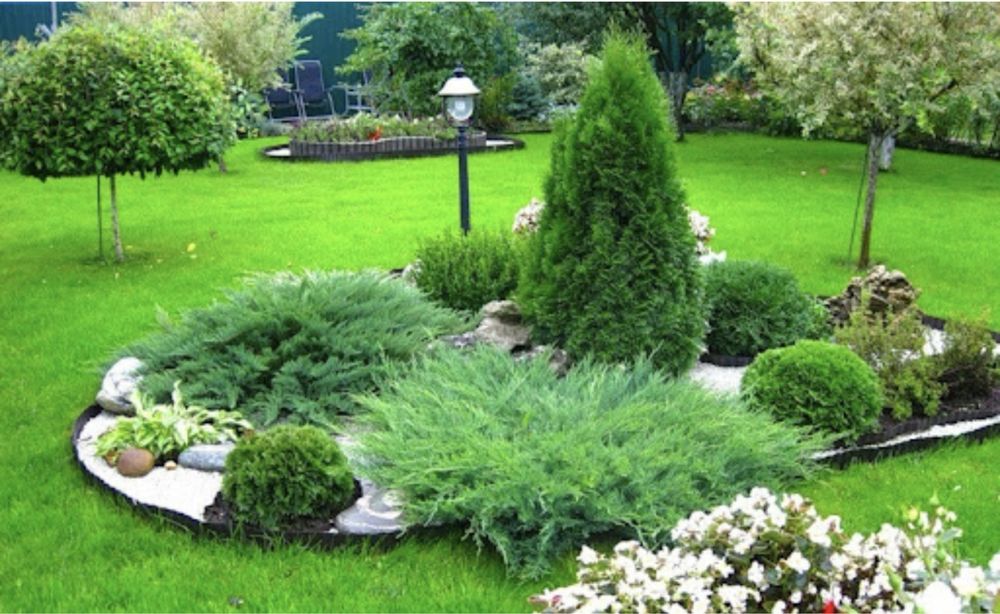 Мажевельник горизантальный