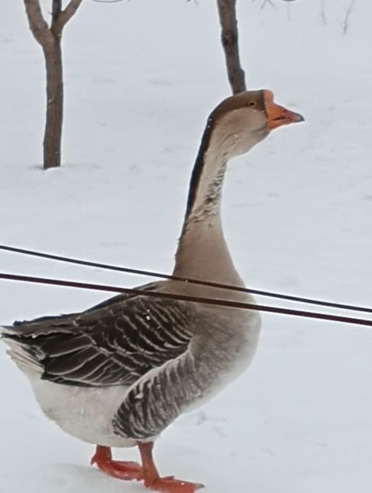 Продам гусаков молодые 11 месяцев октивные, кубанская порода.