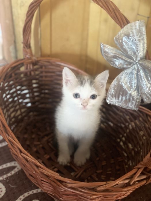 Котята бесплатно