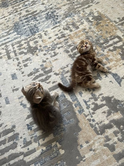Кошка котёнок Котята
