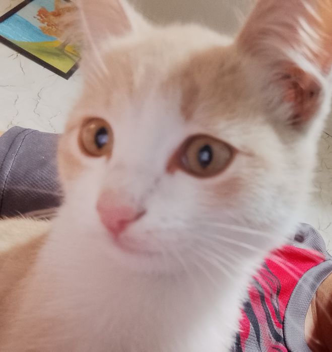 Пропал котёнок   рыжей