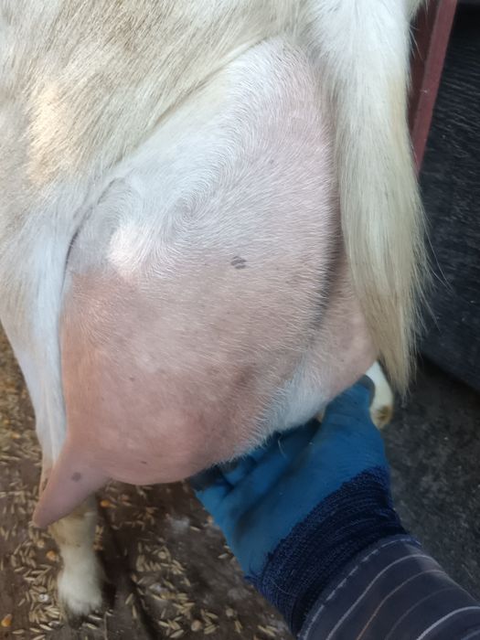 Vând capre bune de lapte