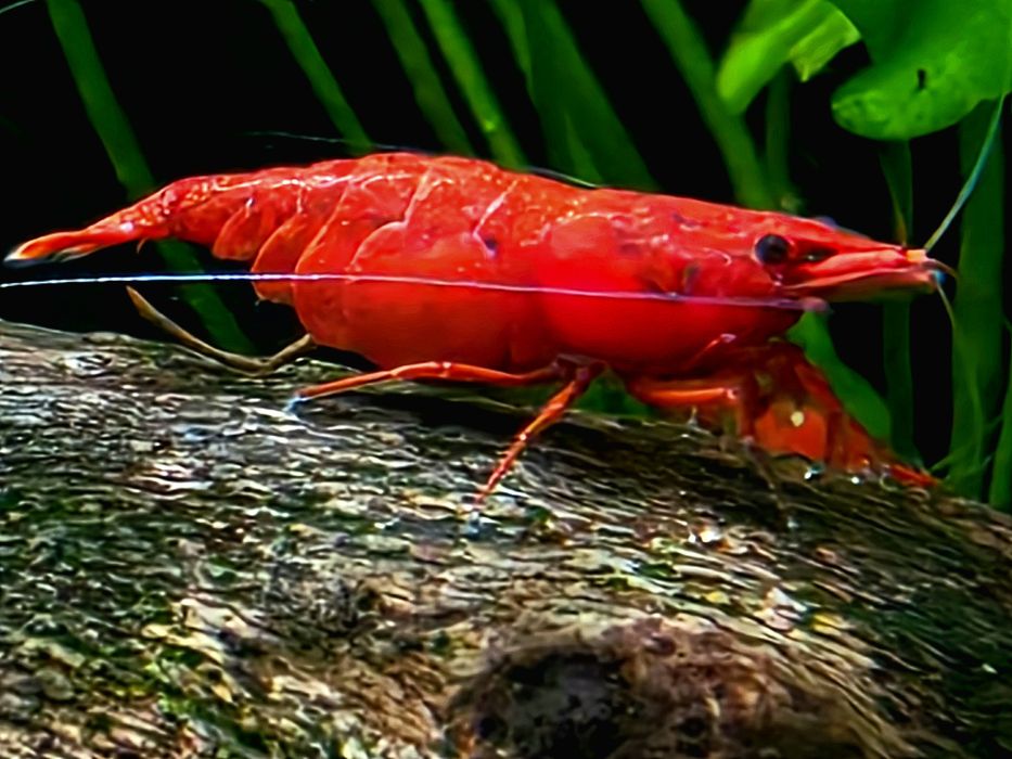 Creveti red sakura, melci pomaceea acvariu