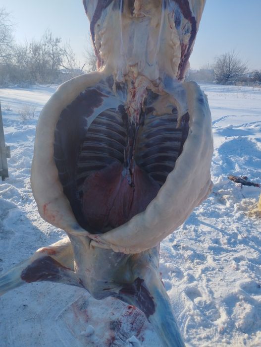 Конина с откорма