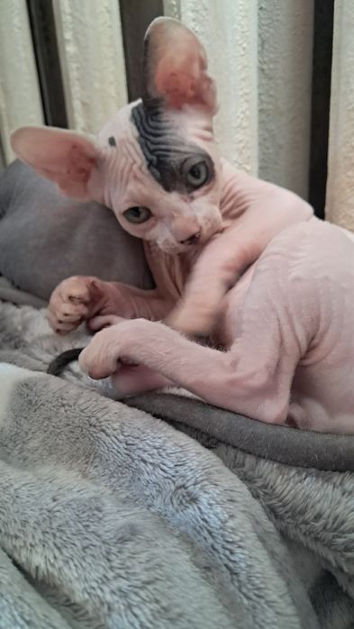 Продам котят канадский сфинкс
