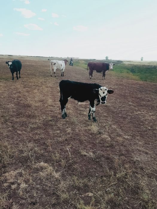 Продам корову с тёленком