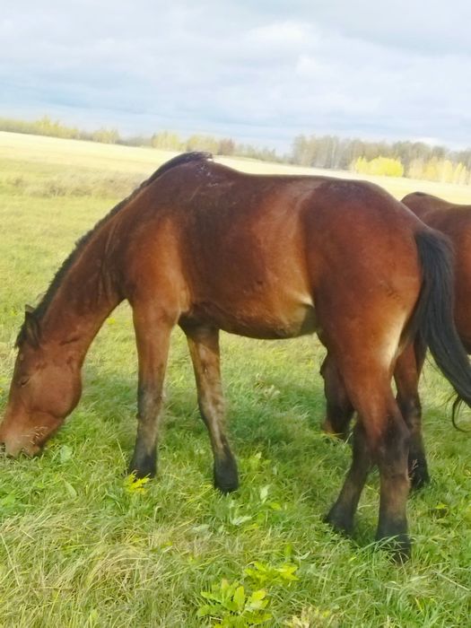 Продам жеребца хорошего