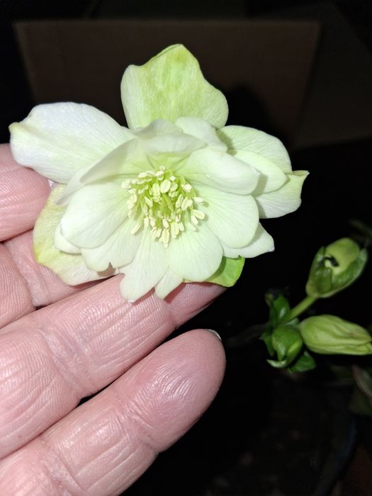 Морозник. В цвету. Белый махровый.