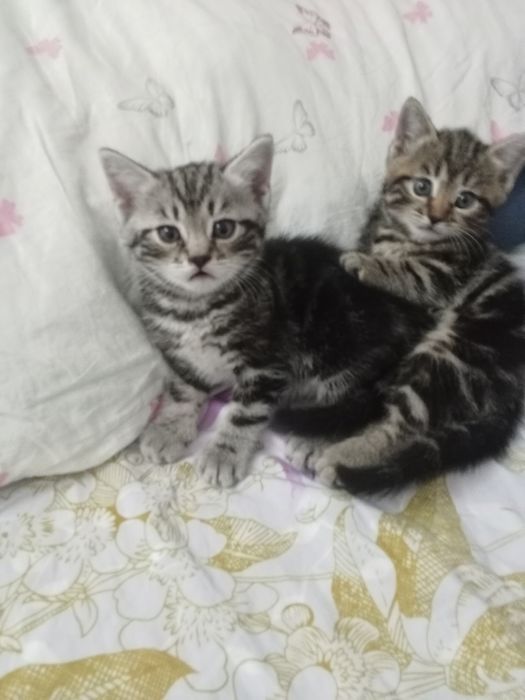 Красивые котятки