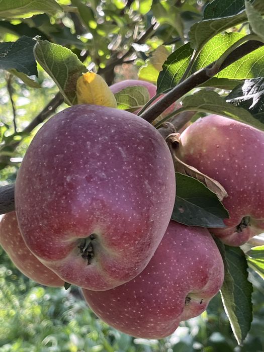 Продам яблоки первый и второй сорт