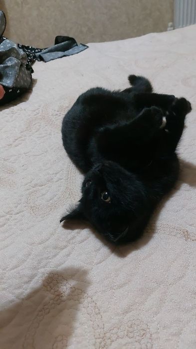 Mushukchani hadiyaga beramiz