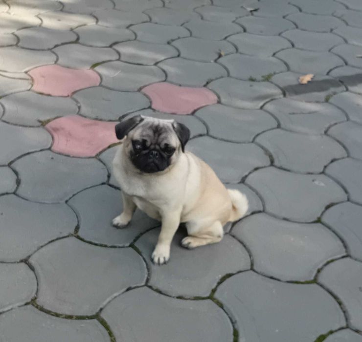 donez femela junioara mops pug