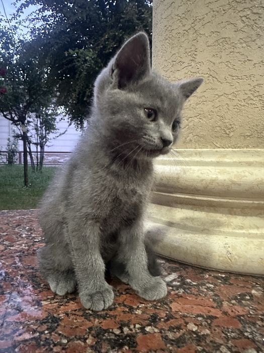 котенки скоттиш страйт