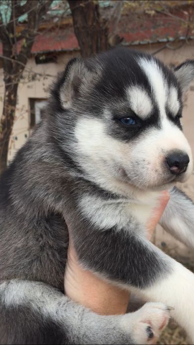 Девочке месяц голубоглазая