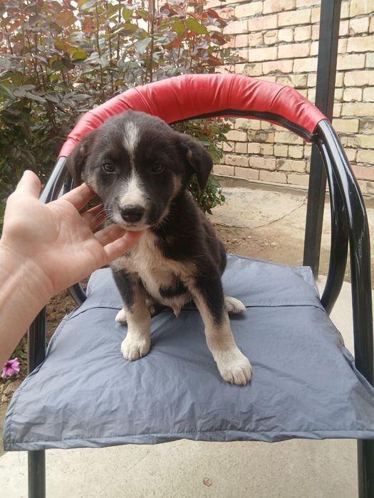 Пристраиваются щенята