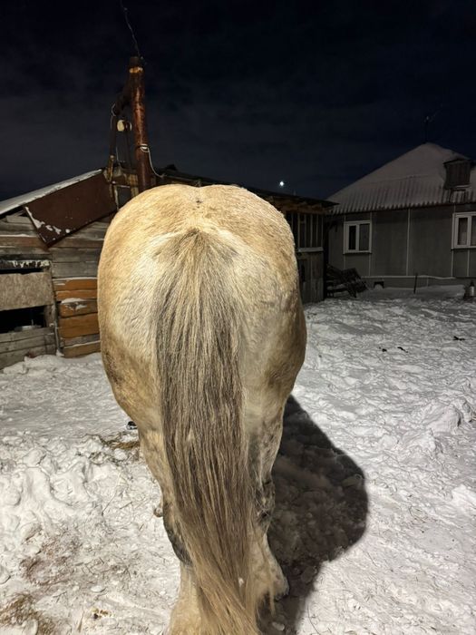 Продам жеребца 9 лет