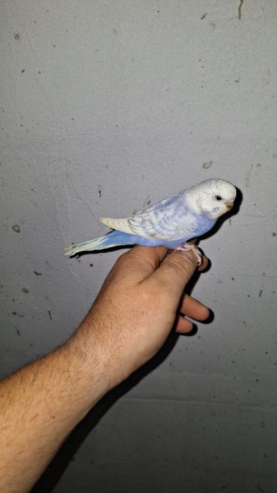 Papagali Nimfa si Perusi