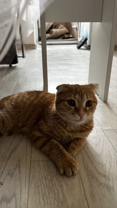 Вислоухи Шотландский котик