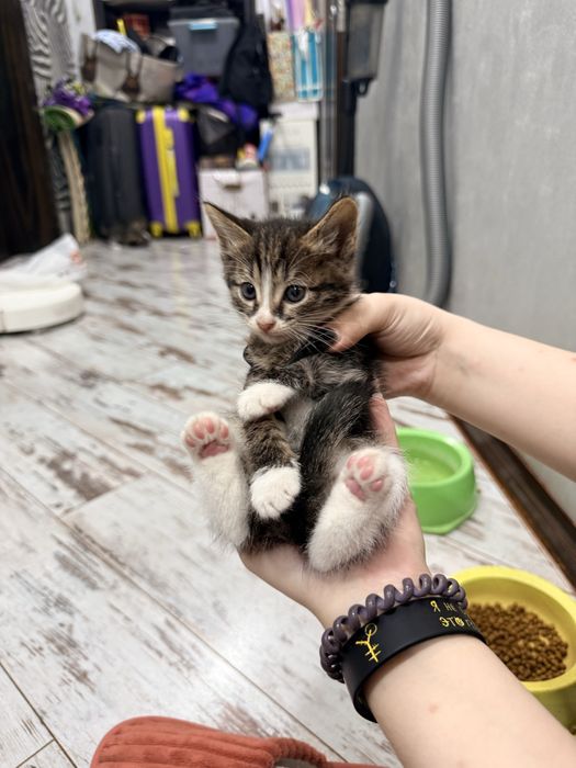 отдам котят даром