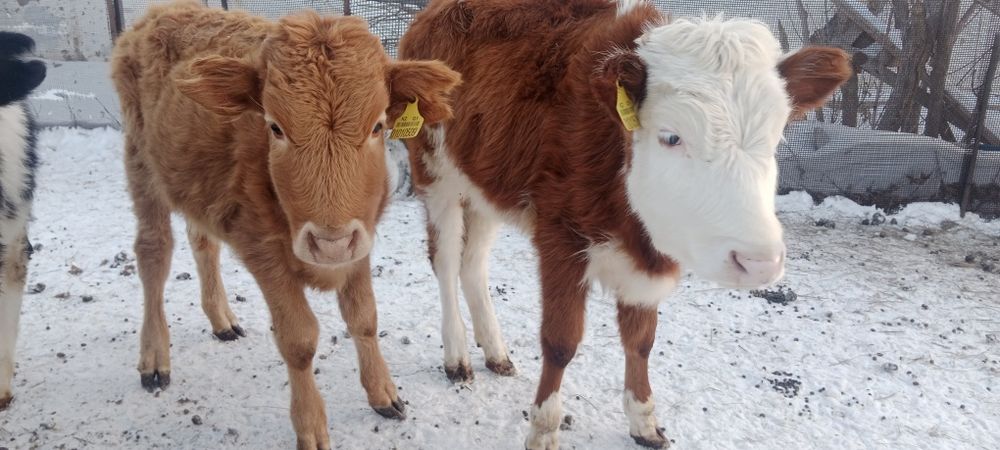 Продам телочку продам