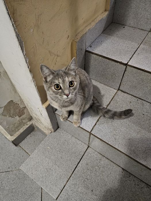 Котенок бесплатно