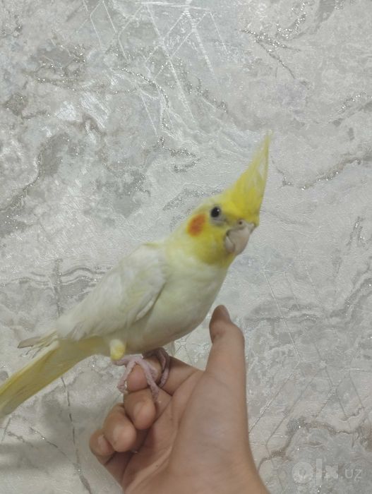 Продаются Ручной корела
