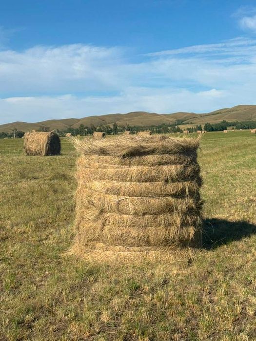 Продам сено в рулонах Ерейментау