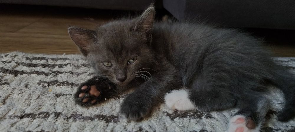 Котенок мальчик отдам