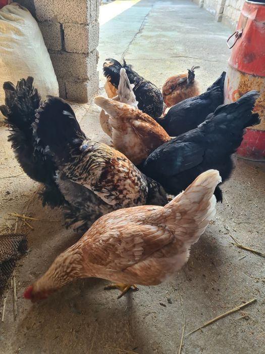 Tovuqlar Товуклар