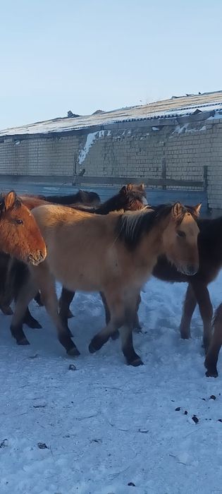 Жеребята башкиры 8 голов жеребчики