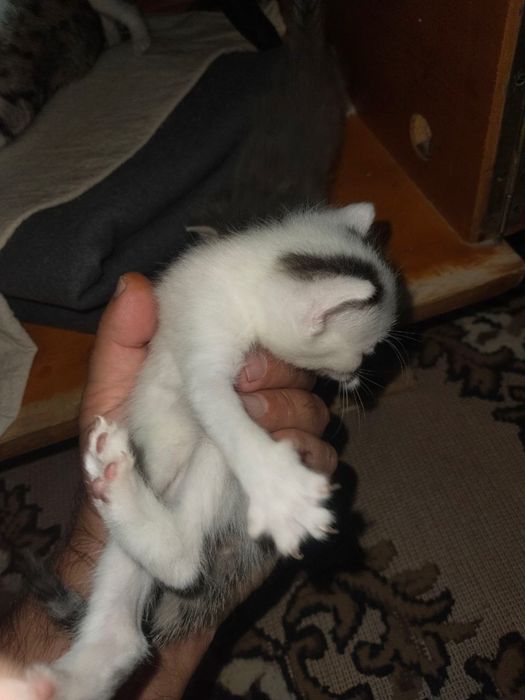 Mushuklar Bepul Котята Бесплатно Samarqand