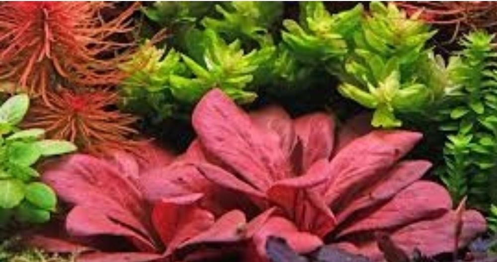 Продам самолус красный.