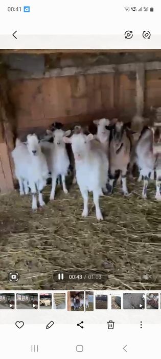 Capre tinere gestante