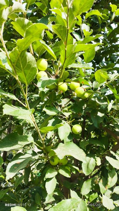 Ер участка сотилади 20 сотих шахарга 15-20 км. yir sotaman