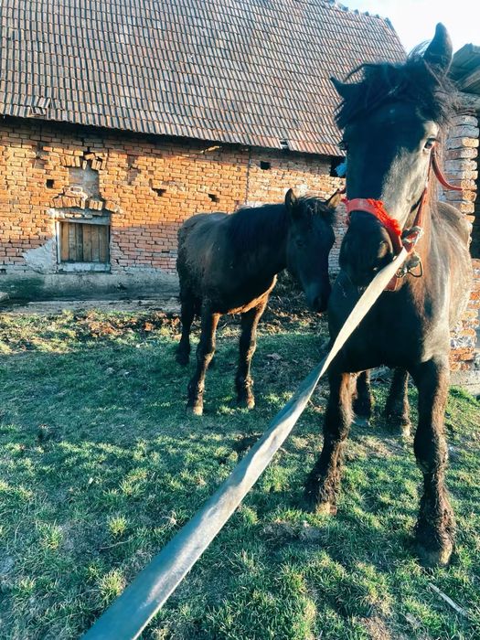 Vand /Schimb, manji cu manza grea /iapa grea