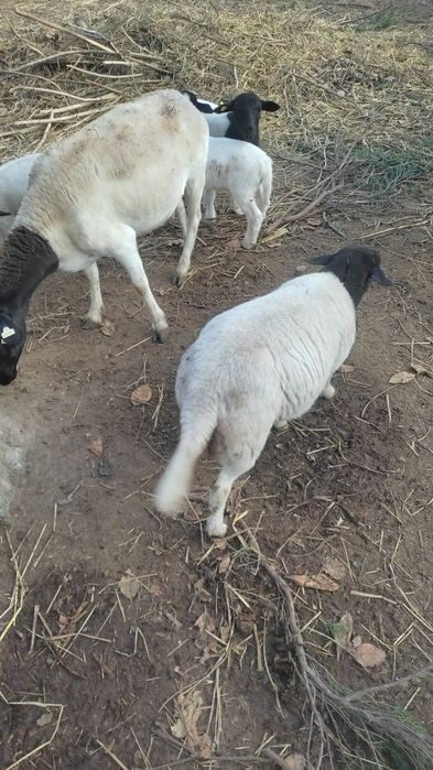 Дорпер кузилари сотилади