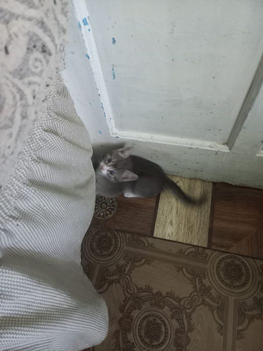 Отдам котят бесплатно