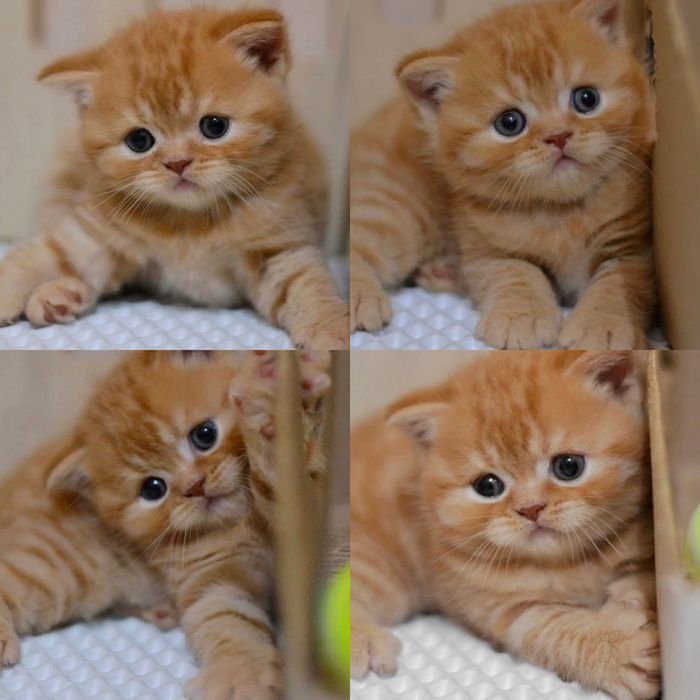 Шотландские Рыжики Котята!