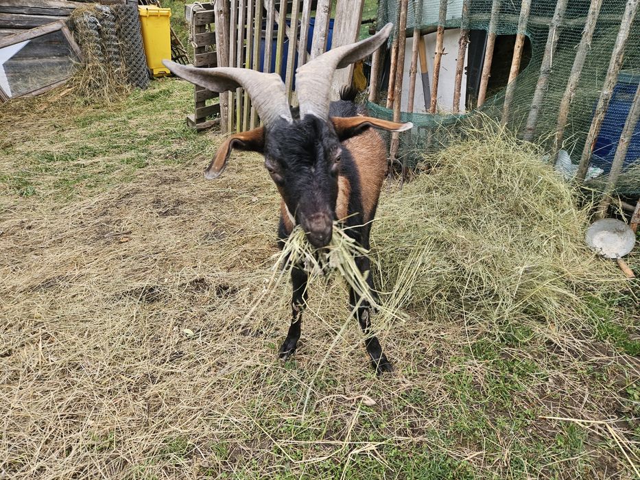 Țap de vanzare  cuminte