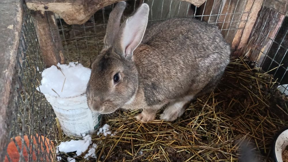 Продам кролов парней.