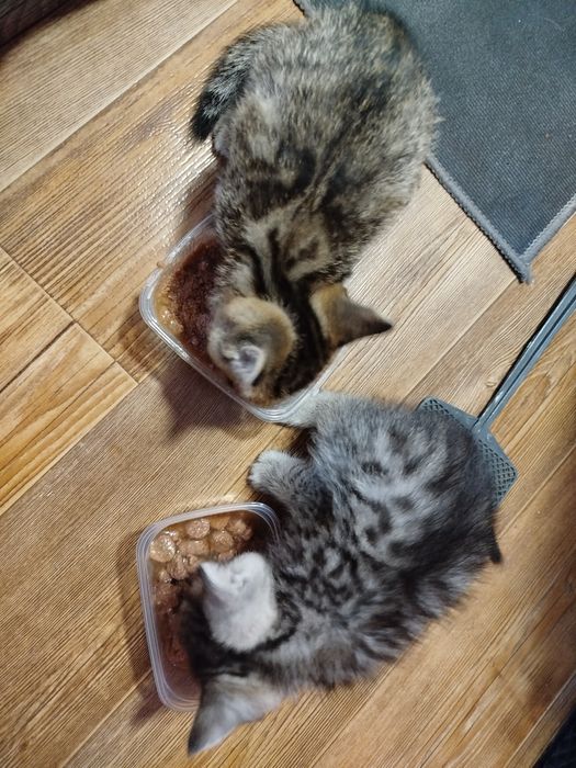 Котята прямоухие и вислоухие