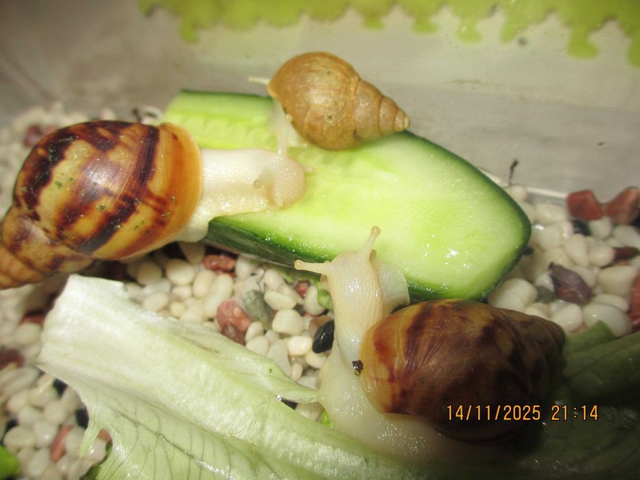 Гигантски Африкански охлюви