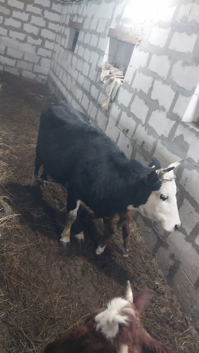 Продам корову с теленком.