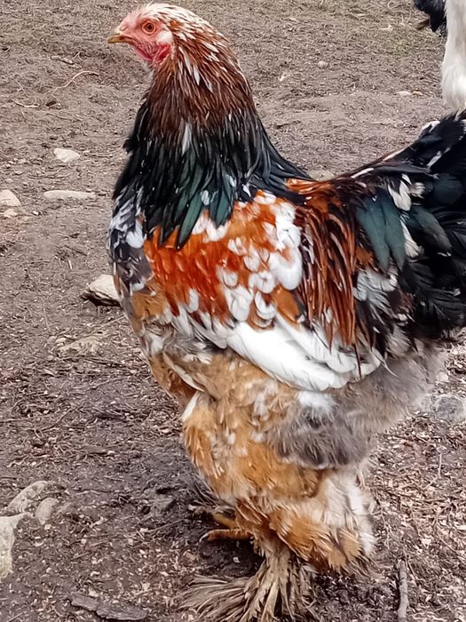 Gaini brahma super preț!