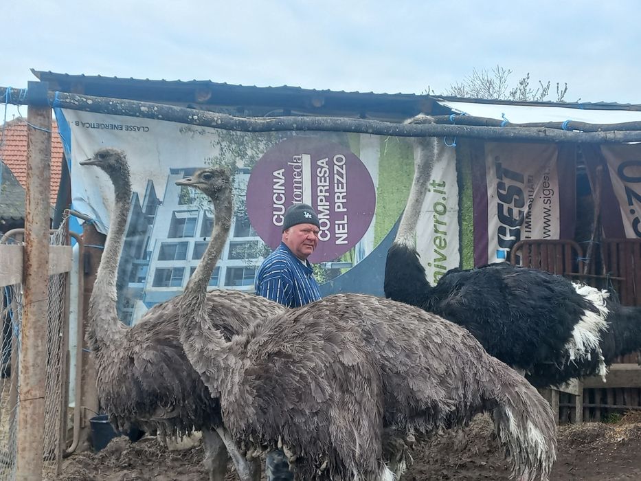 Vând familie struți