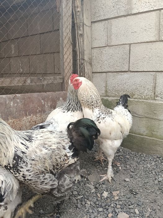 Продам молодой петухи