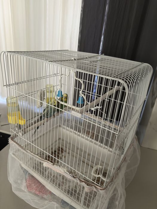 Продам попугаев с клеткой