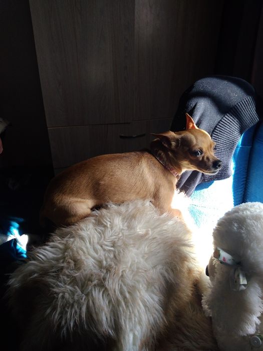 Вязка той терьера