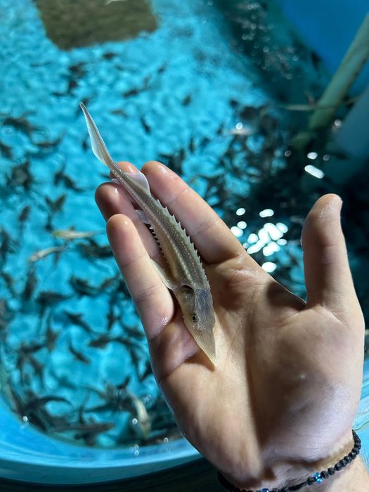 Малёк осетра 3-6гр срочно